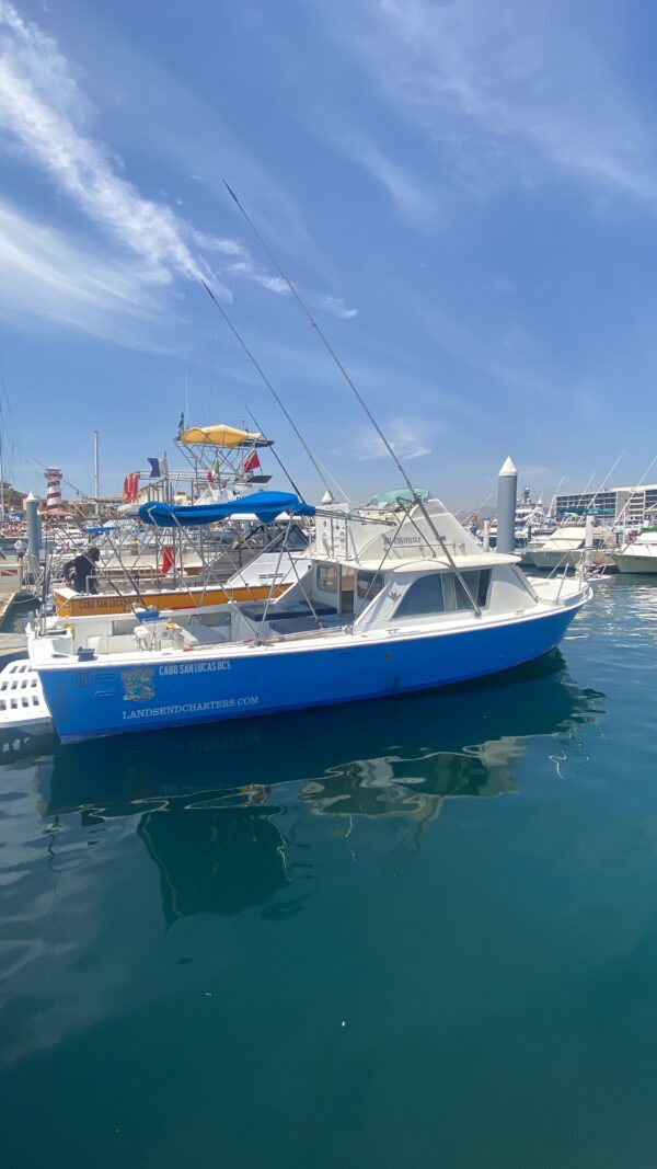 Rosa del mar 31